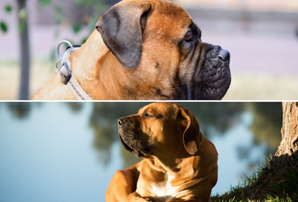 Bullmastiff with a large blocky head and short muzzle vs a Boerboel relaxing at the lake.