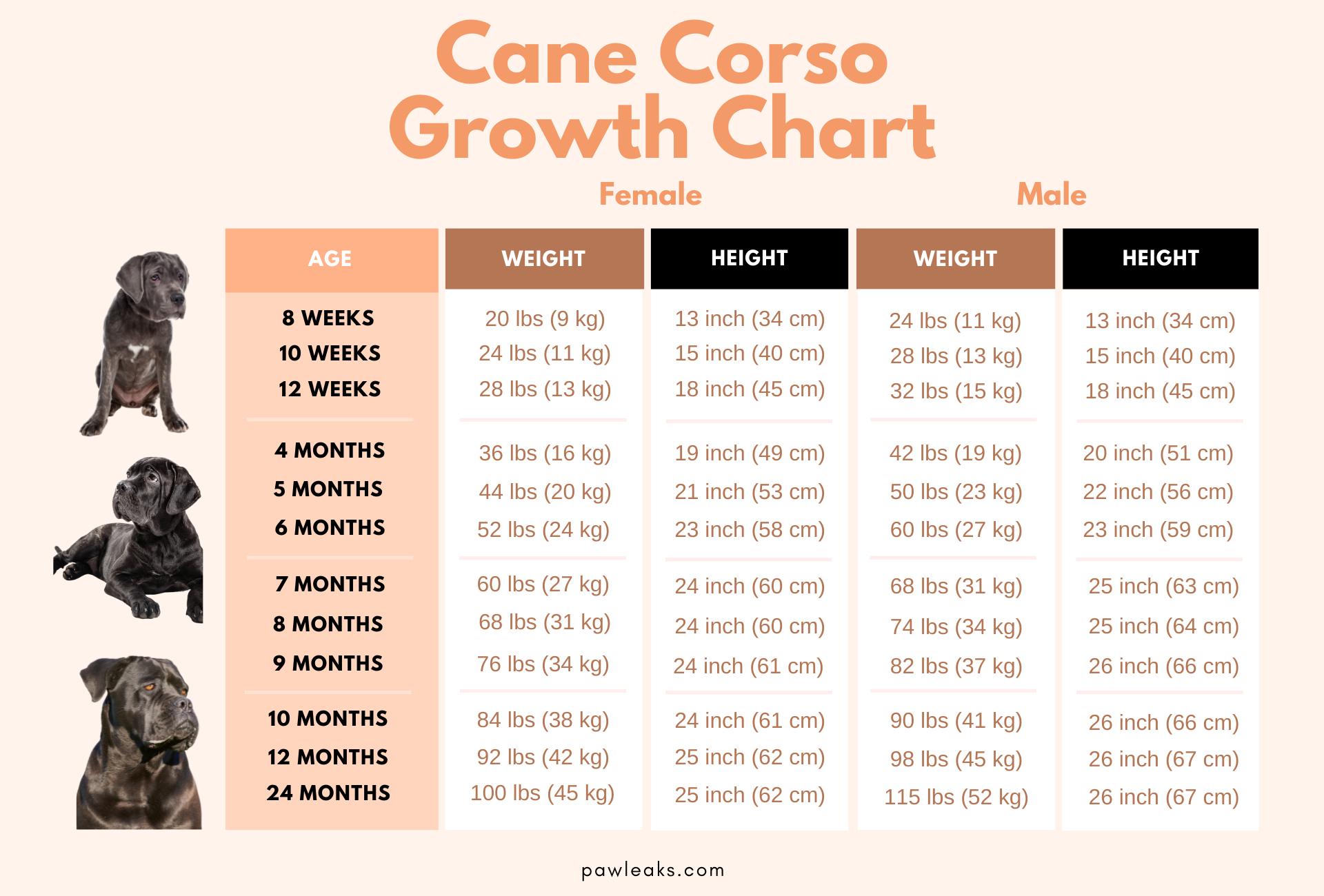 Cane Corso Growth Chart Size Guide From Pup to FullGrown PawLeaks