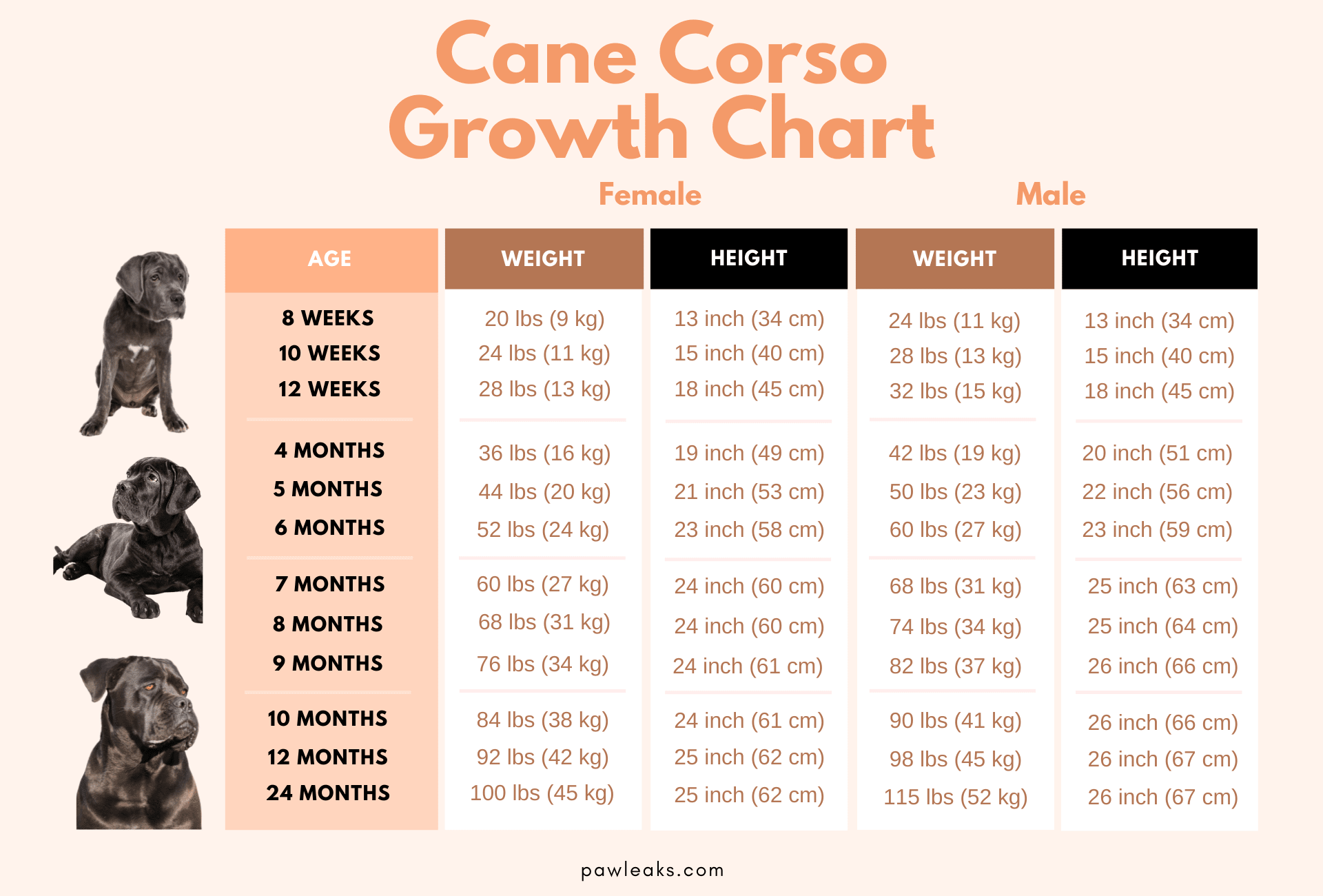 Cane Corso growth chart depicting their weight and height sorted by male and female as well as their age ranging from 8 weeks to 2 years of age.