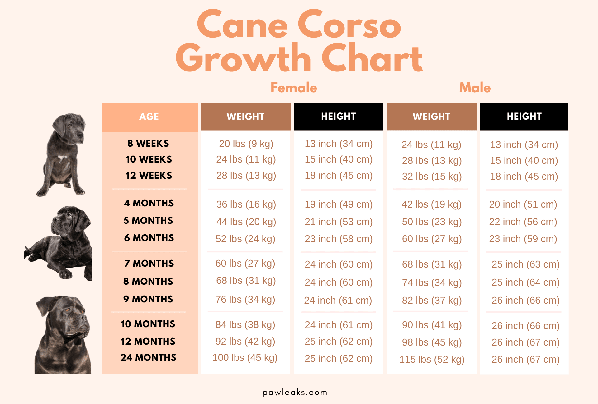 are cane corsos born with a long tail