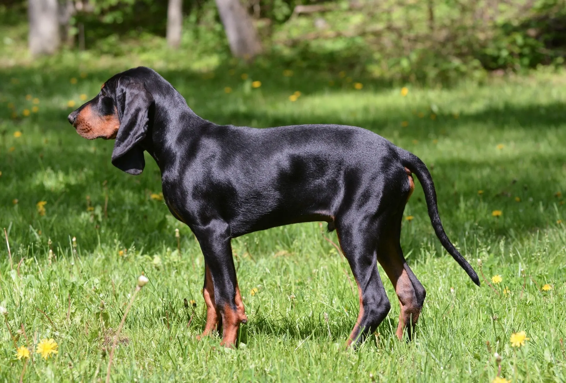 Side profile of a black and tan Coonhound with long ears and a sleek tail which can help when hunting bears.