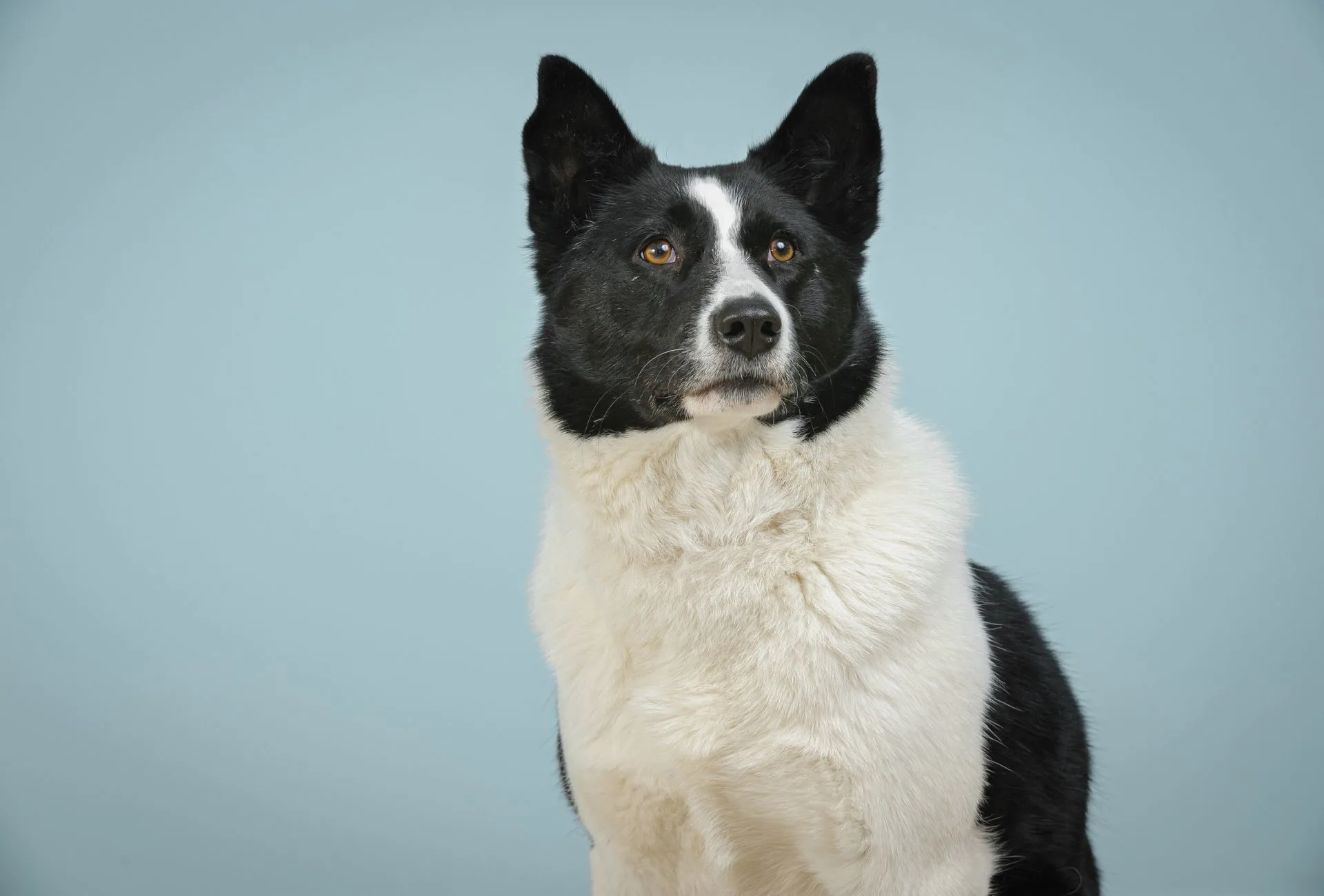 Black and white Karelian Bear Dog which is among the best bear hunting dog breeds.