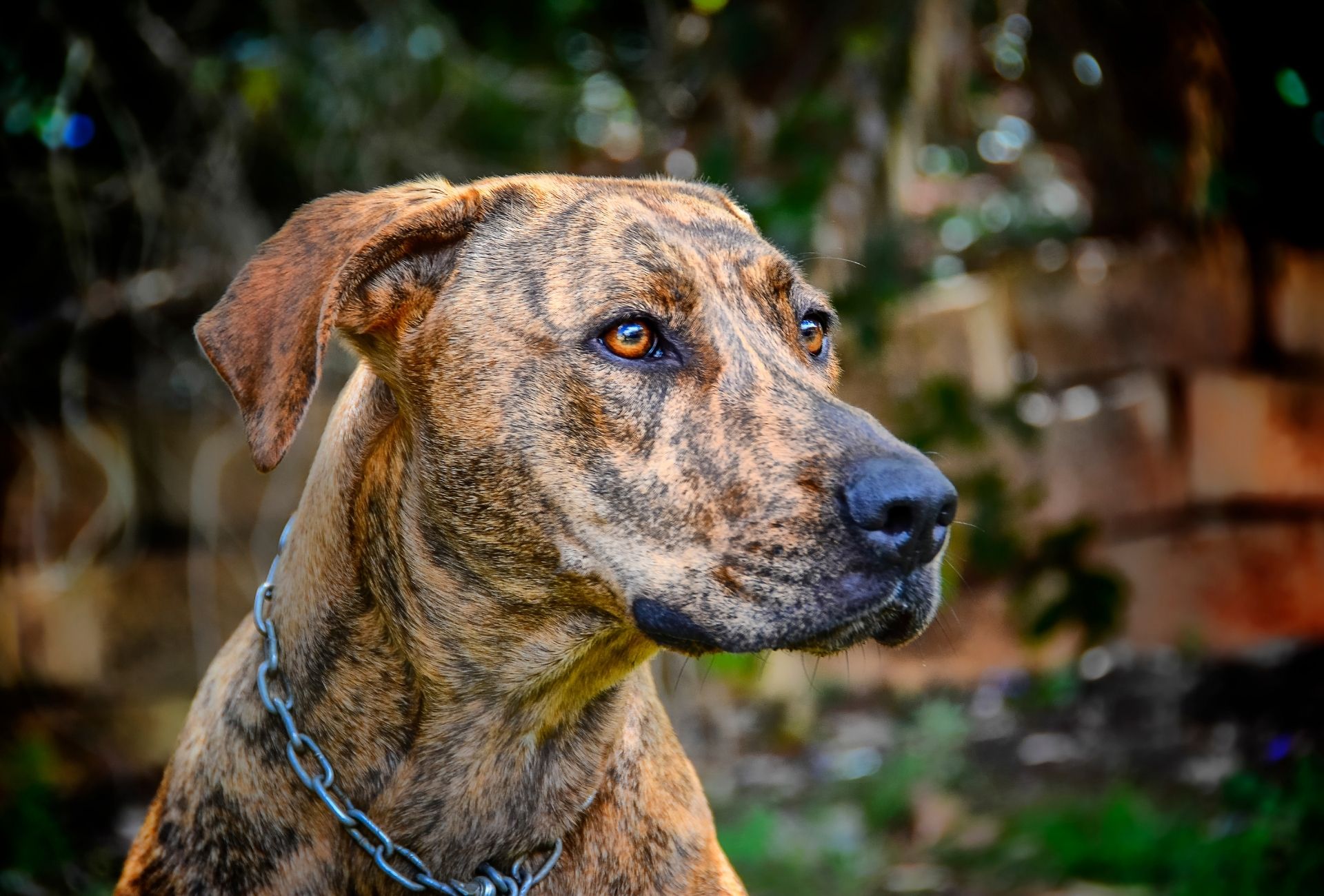 Plott Hound looking at something off-screen.