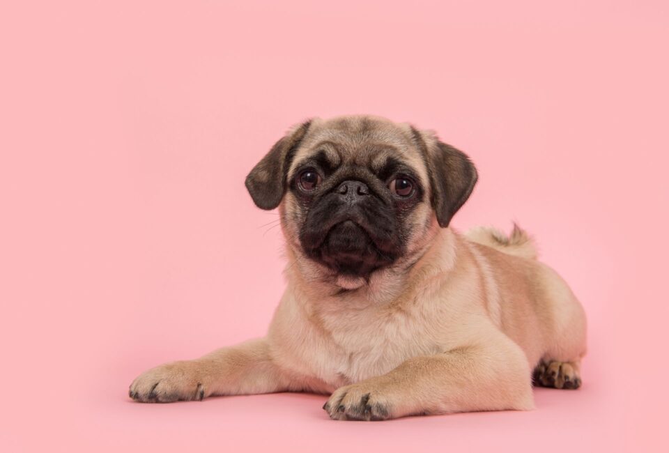 Pugs Before Selective Breeding Why Pugs Are Tormented PawLeaks