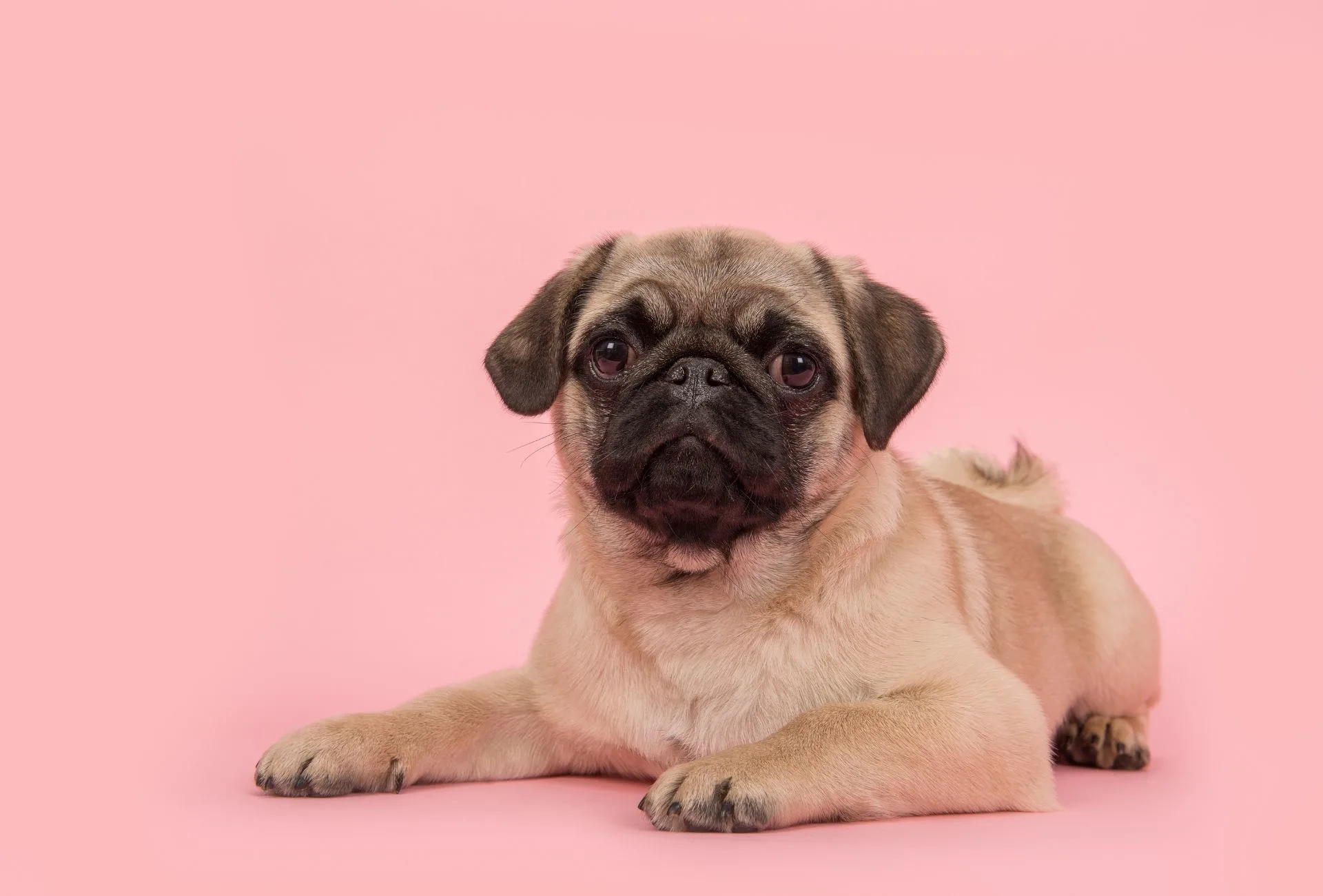 Pug puppy with big eyes as a potential cause of eye issues lying on the floor in front of a pink background.