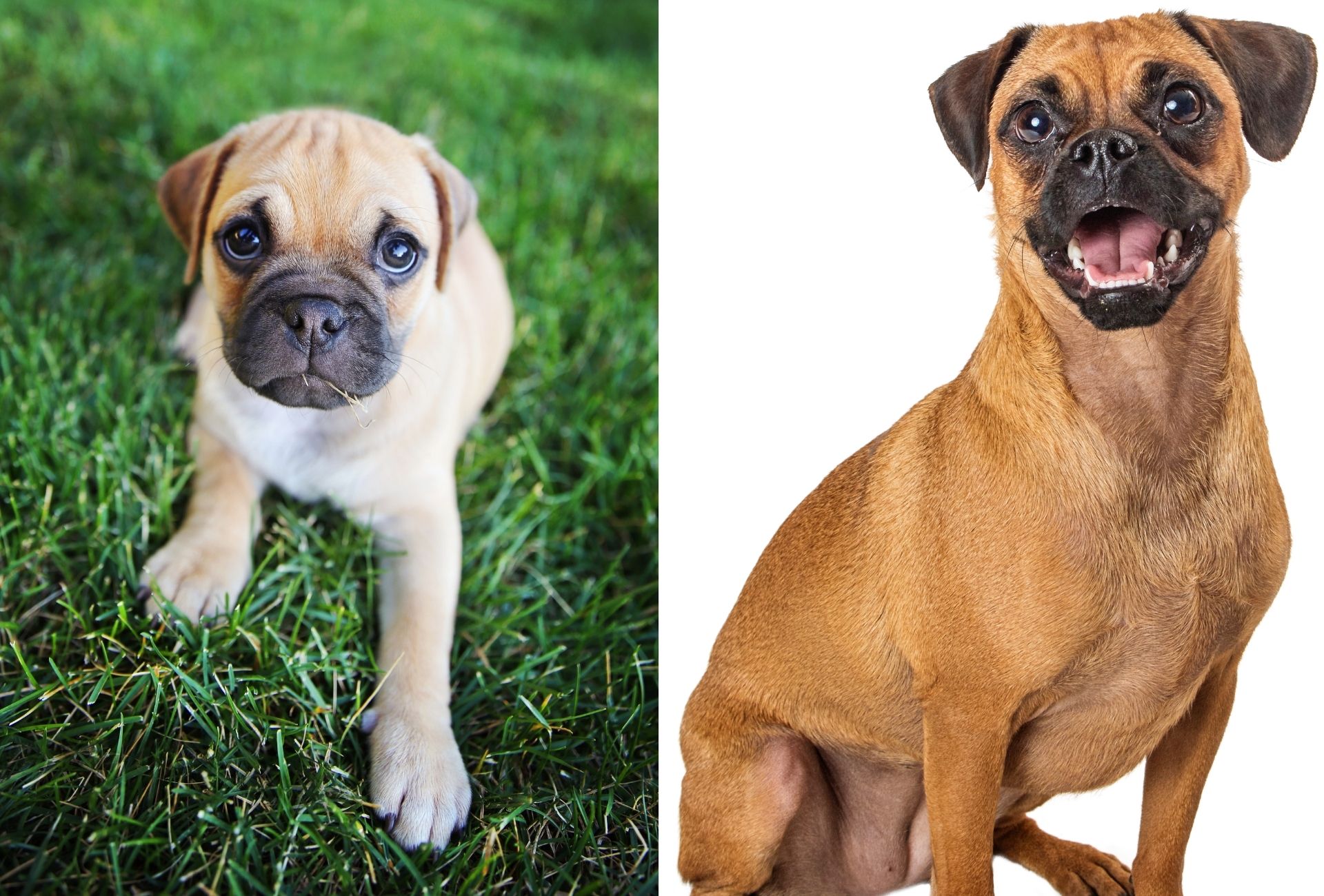 Retro Pug with potentially less health issues, a Chihuahua-Pug cross on the left and a Beagle Pug mix on the right.