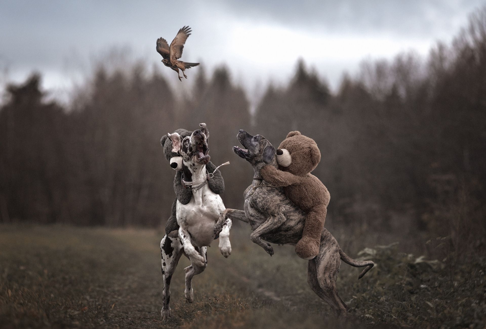 Two Hounds with large teddy bears on their backs are both mid-jump to catch a bird.