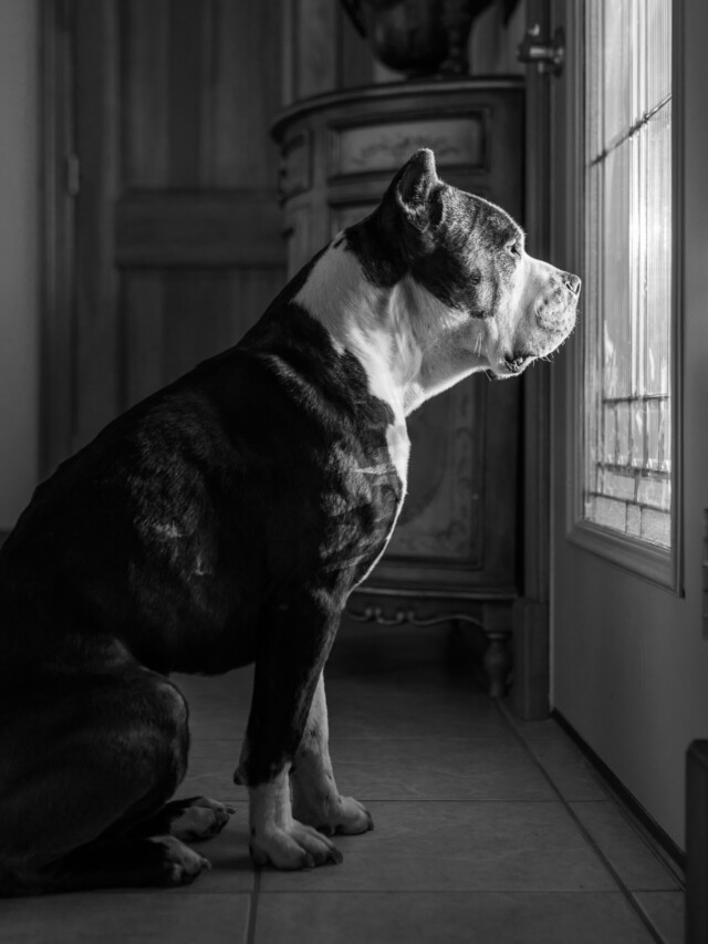 cropped-american-bully-scaled-1.jpg