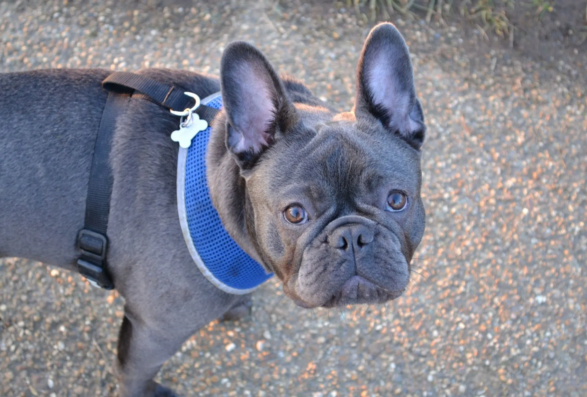 Blue french bulldog