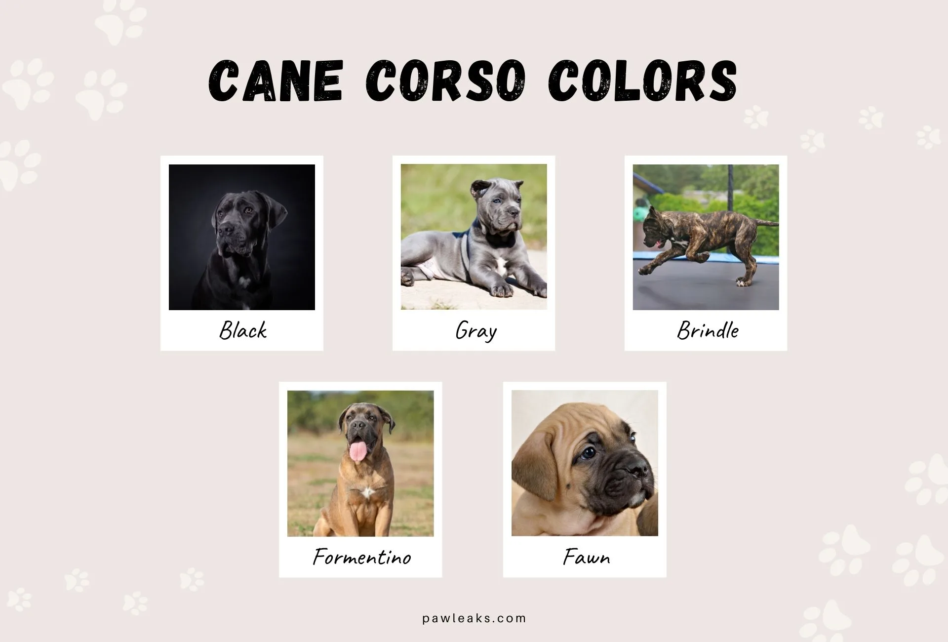 Cane Corso Colors - The Rarest Colors & Patterns