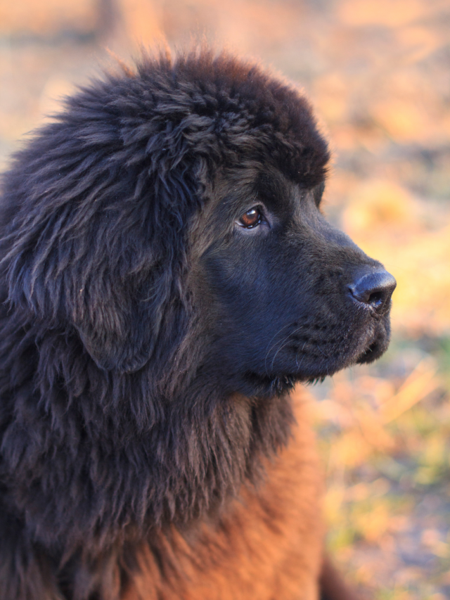 How Big Newfoundlands Can Get