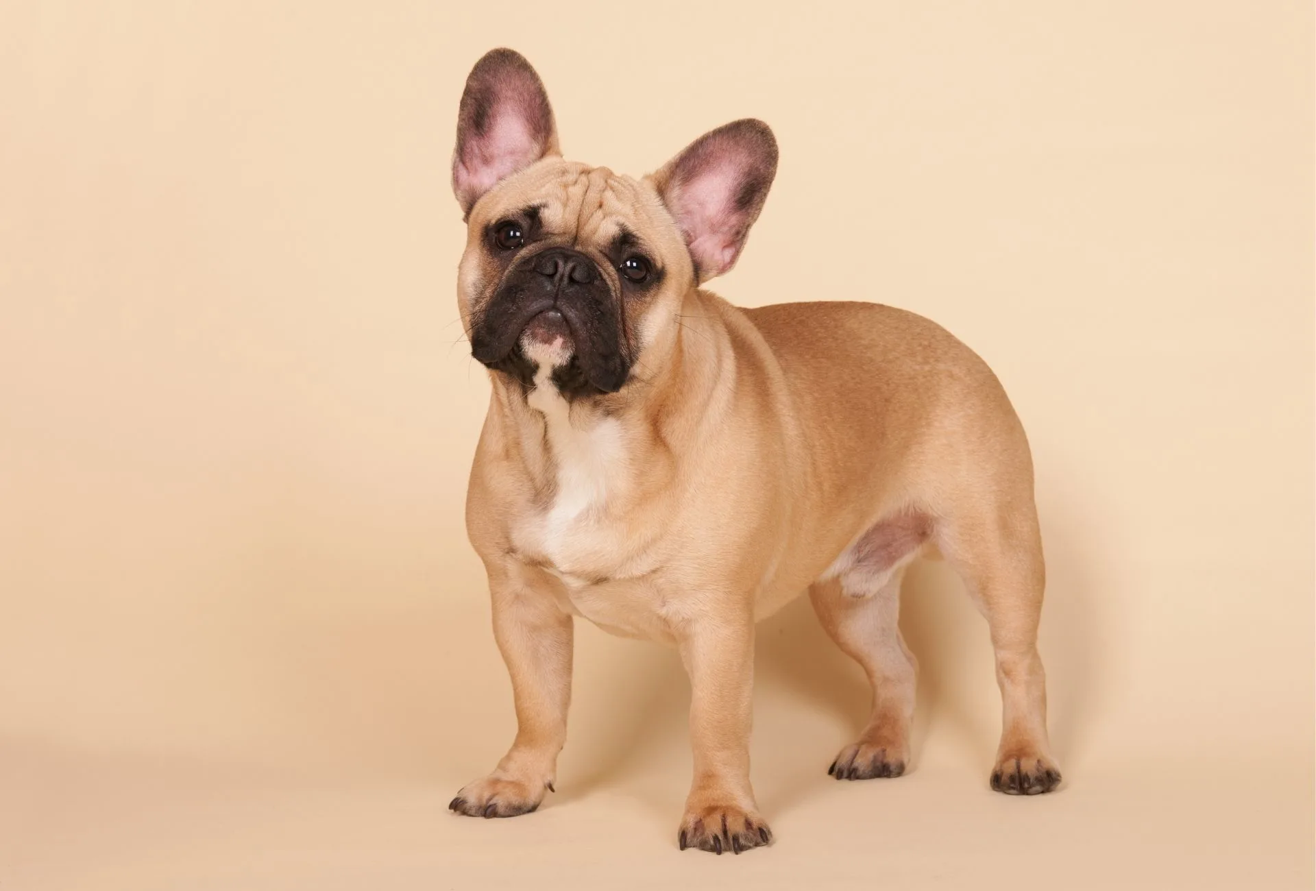 fawn french bulldog