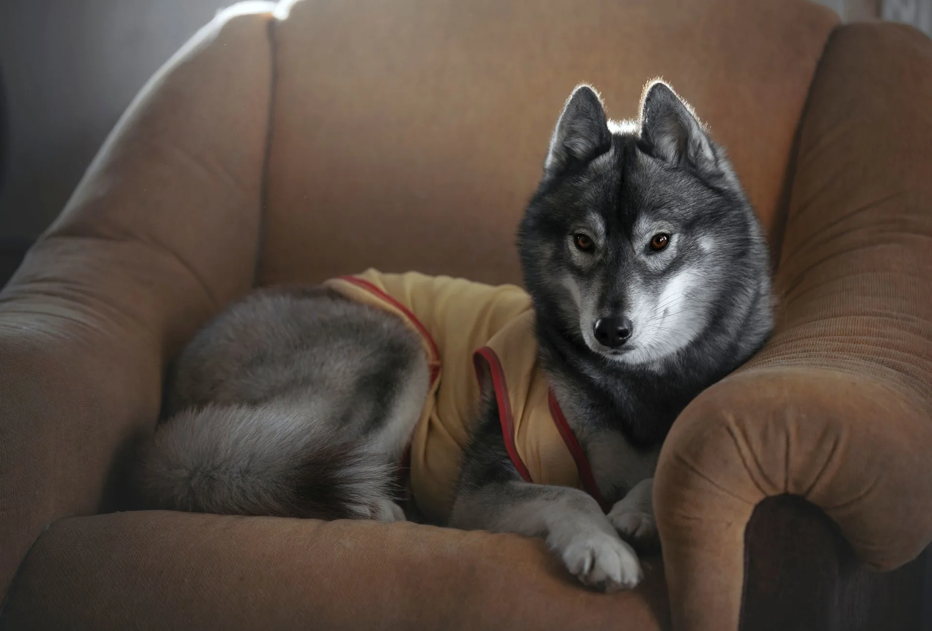 Siberian Husky agouti