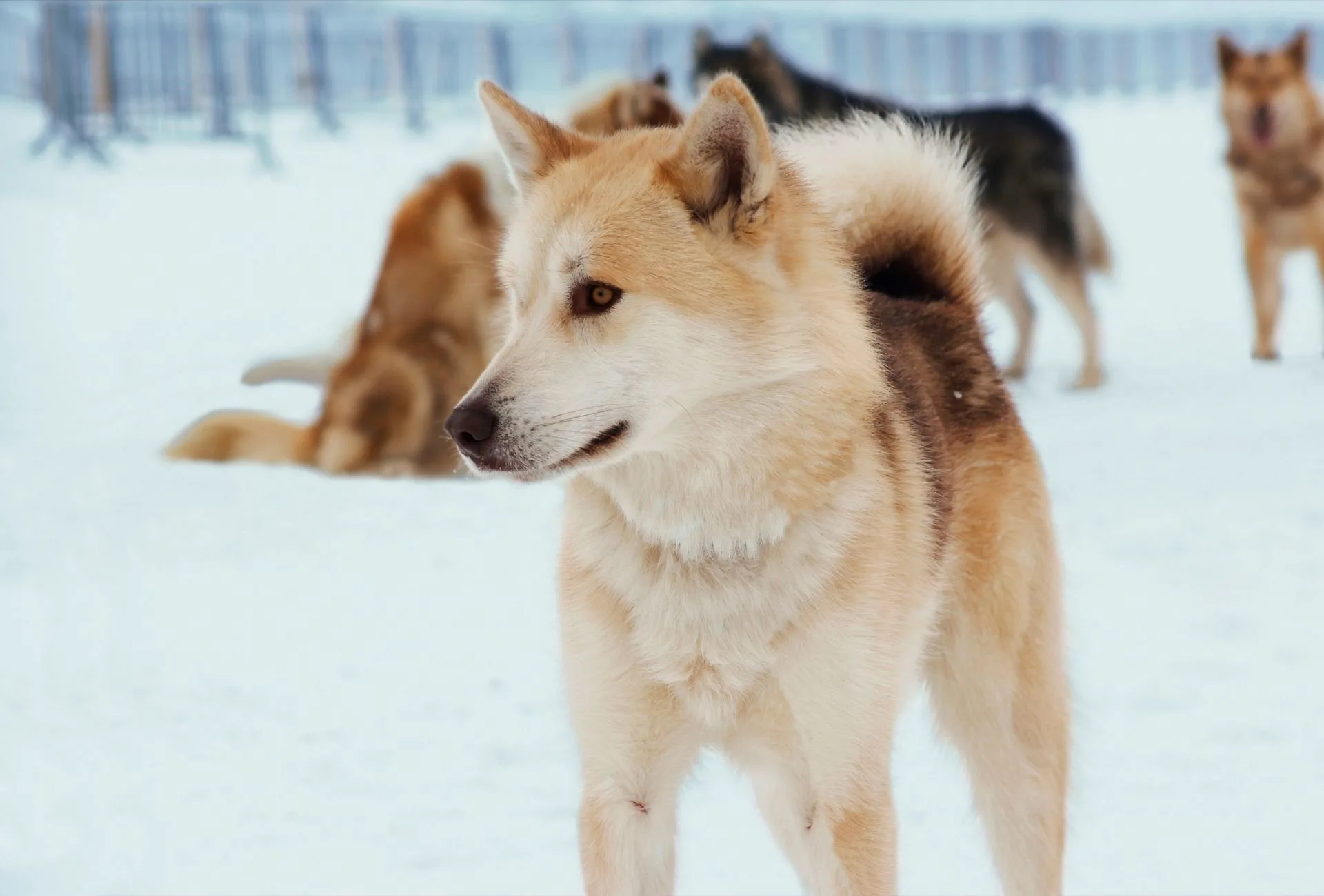 Siberian husky brown and white