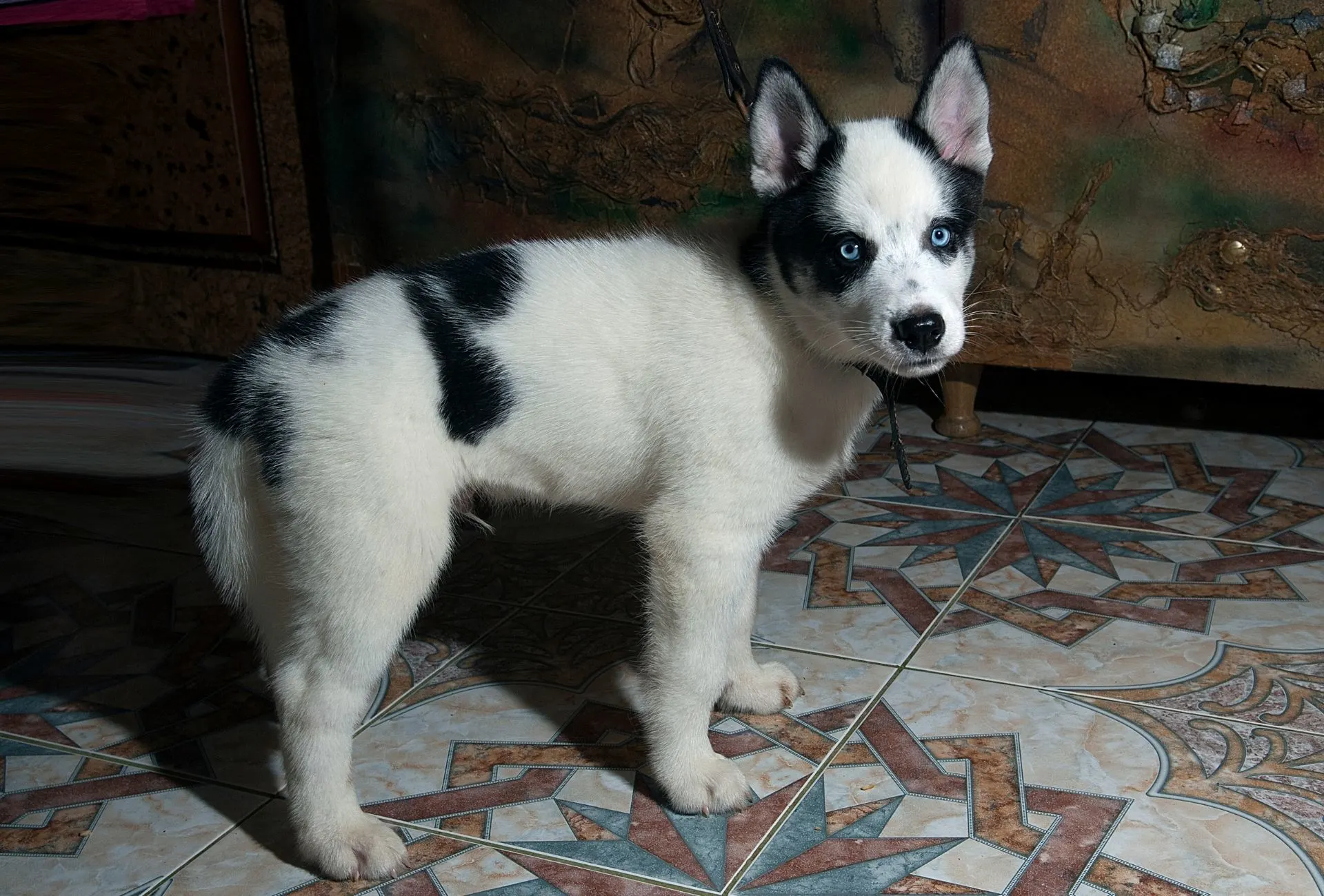 Siberian husky piebald
