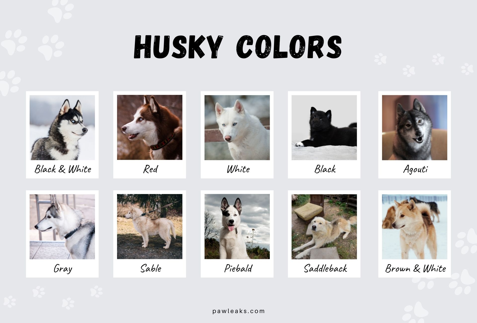 Siberian Husky color chart