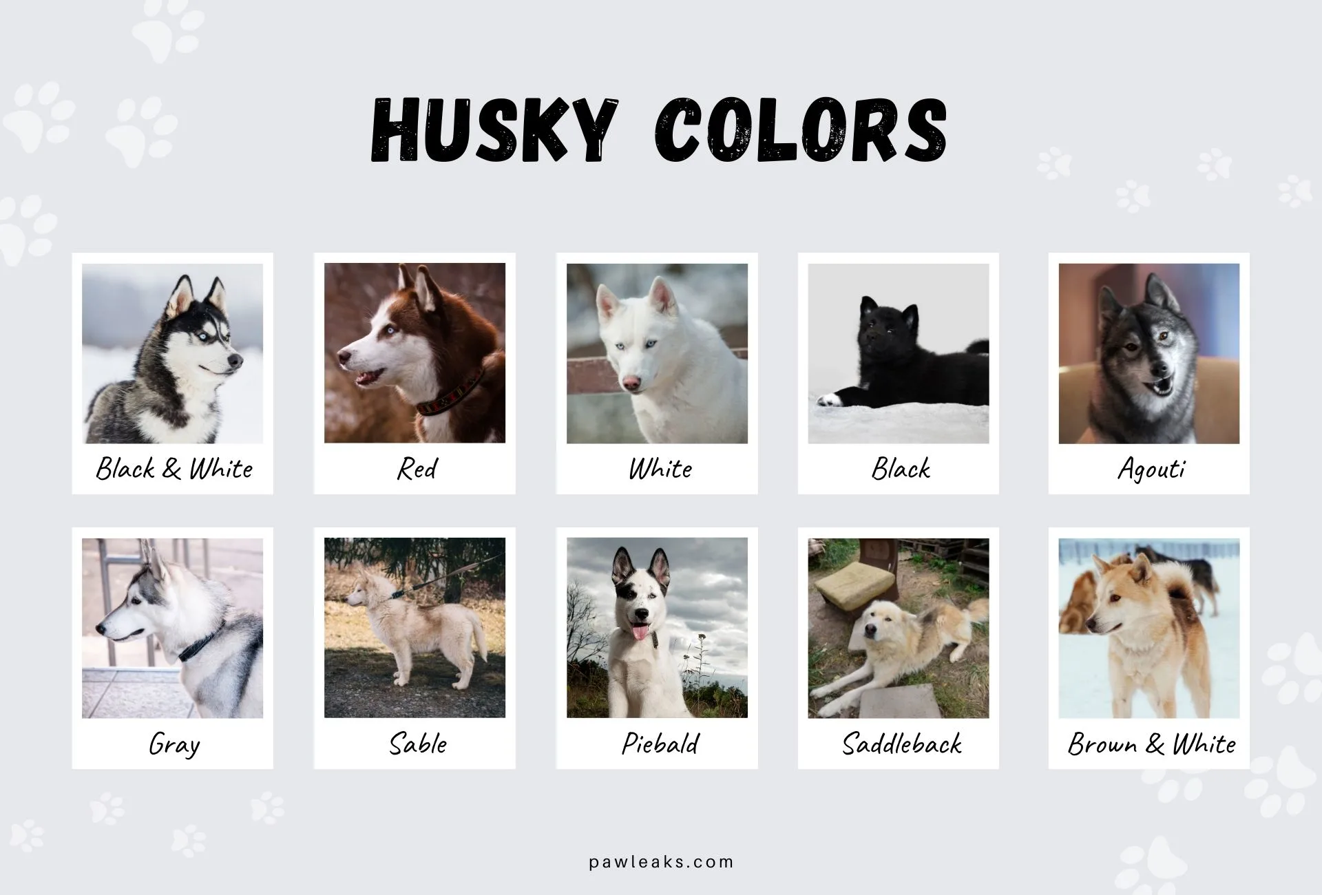 are there different kinds of husky dogs