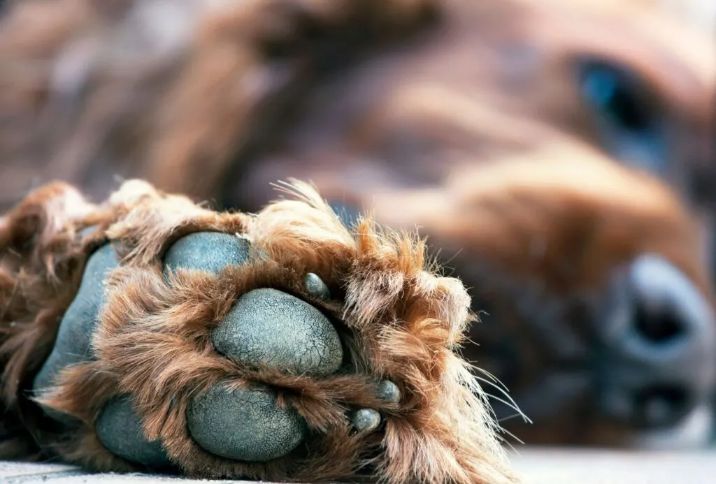 Help Sore Dog Paws Between Toes Paw Pads Raw Pawleaks