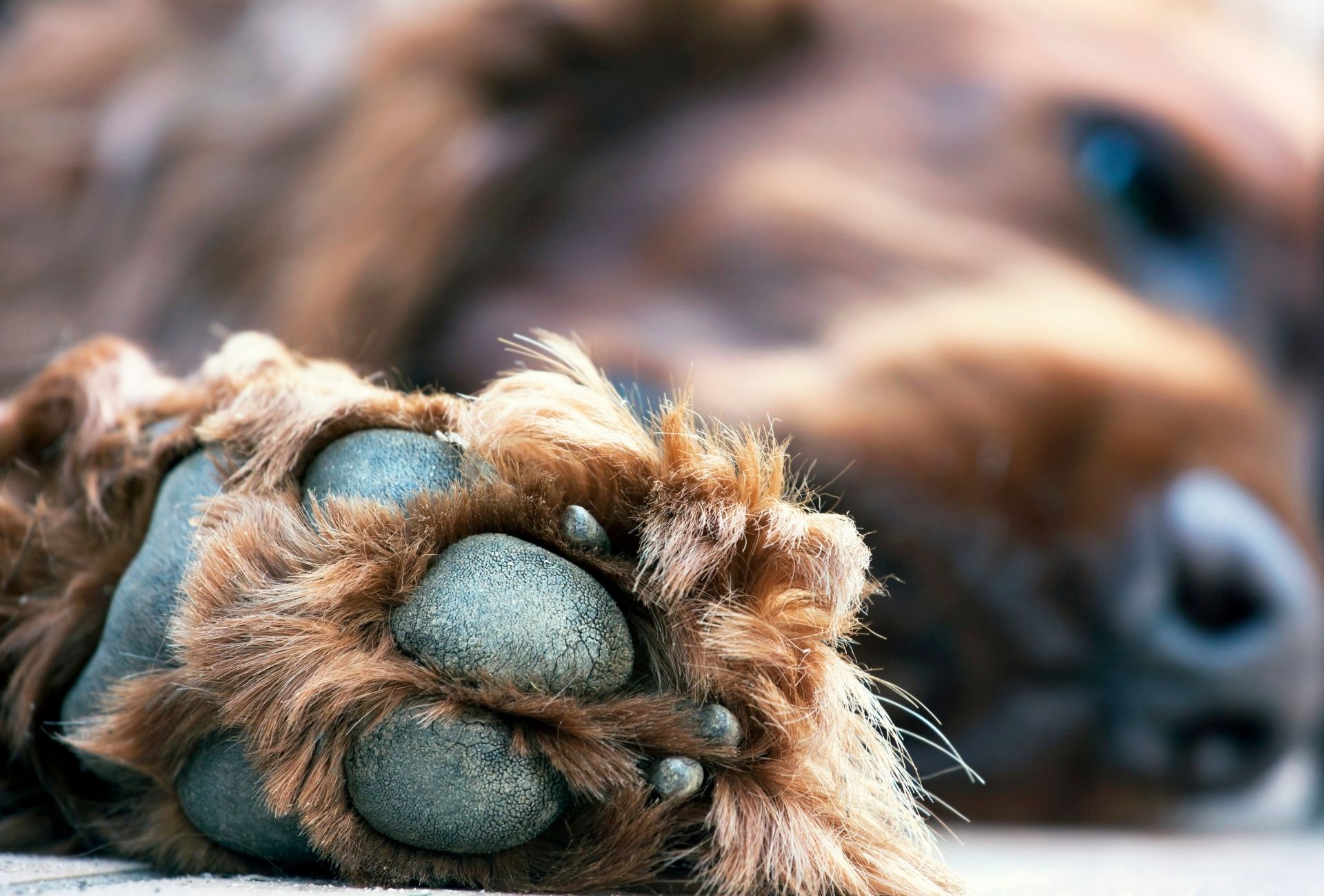 Close up of dog's black paw pads with the dog lying on the side in the background.