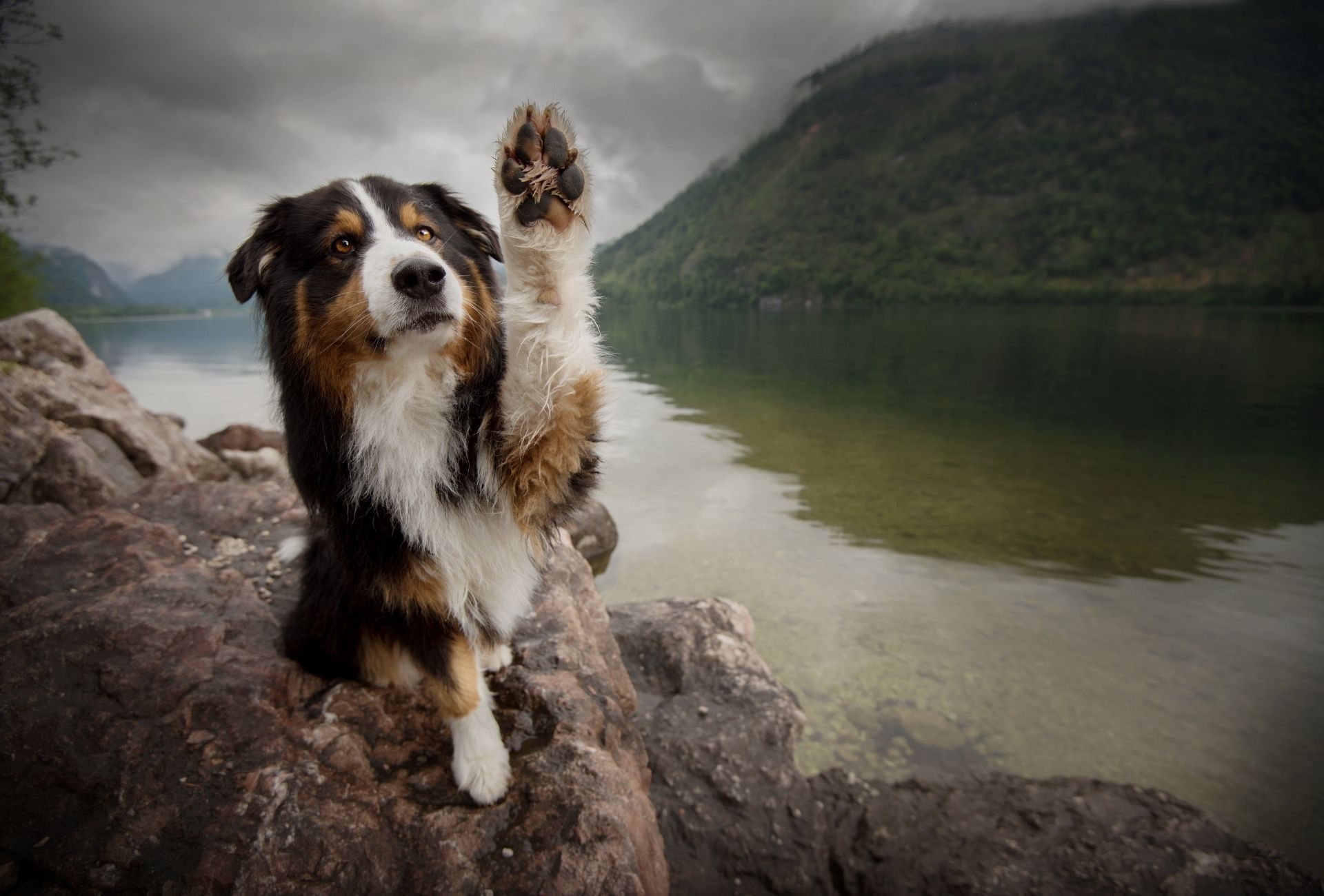 Tri-color dog waves with his paw while sitting on a rock in front of a lake.