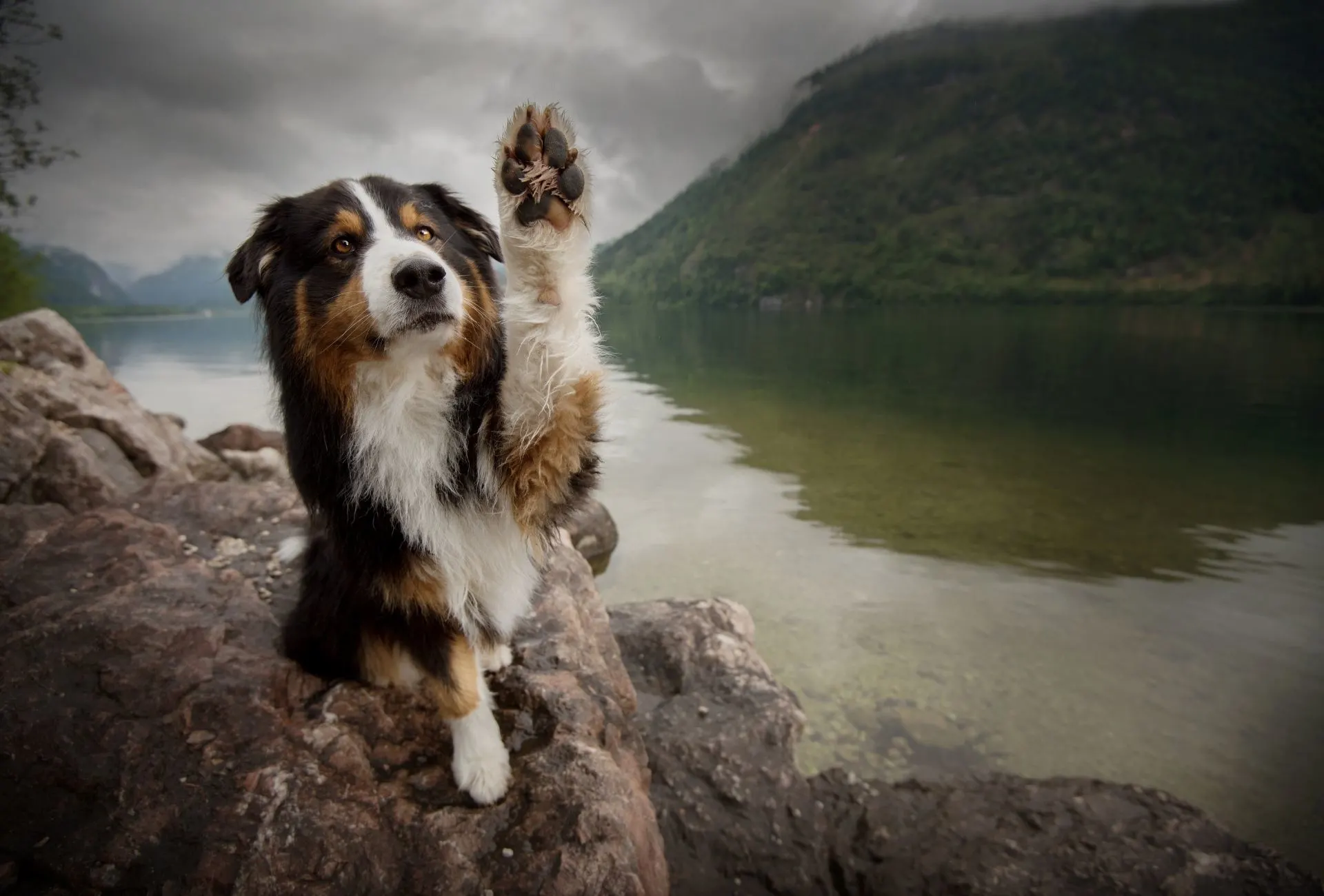 The dog raises the left paw on a rocky surface, which can increase the likelihood of rough paw pads.