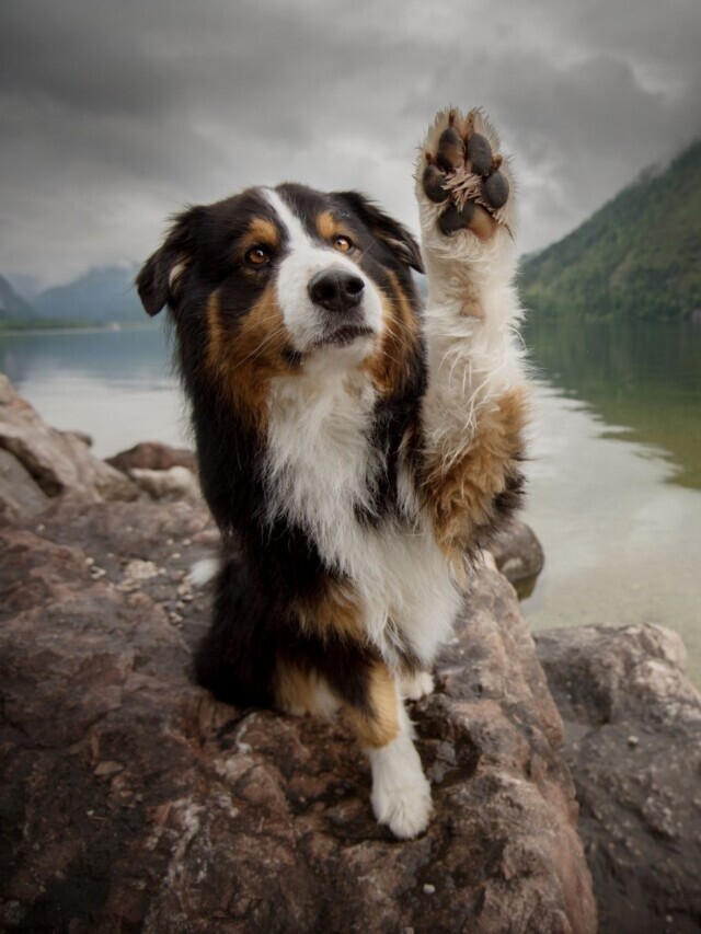 10 Dog Facts You Probably Haven’t Heard Of