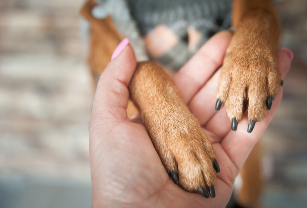 Dog paws in the hand of a woman.