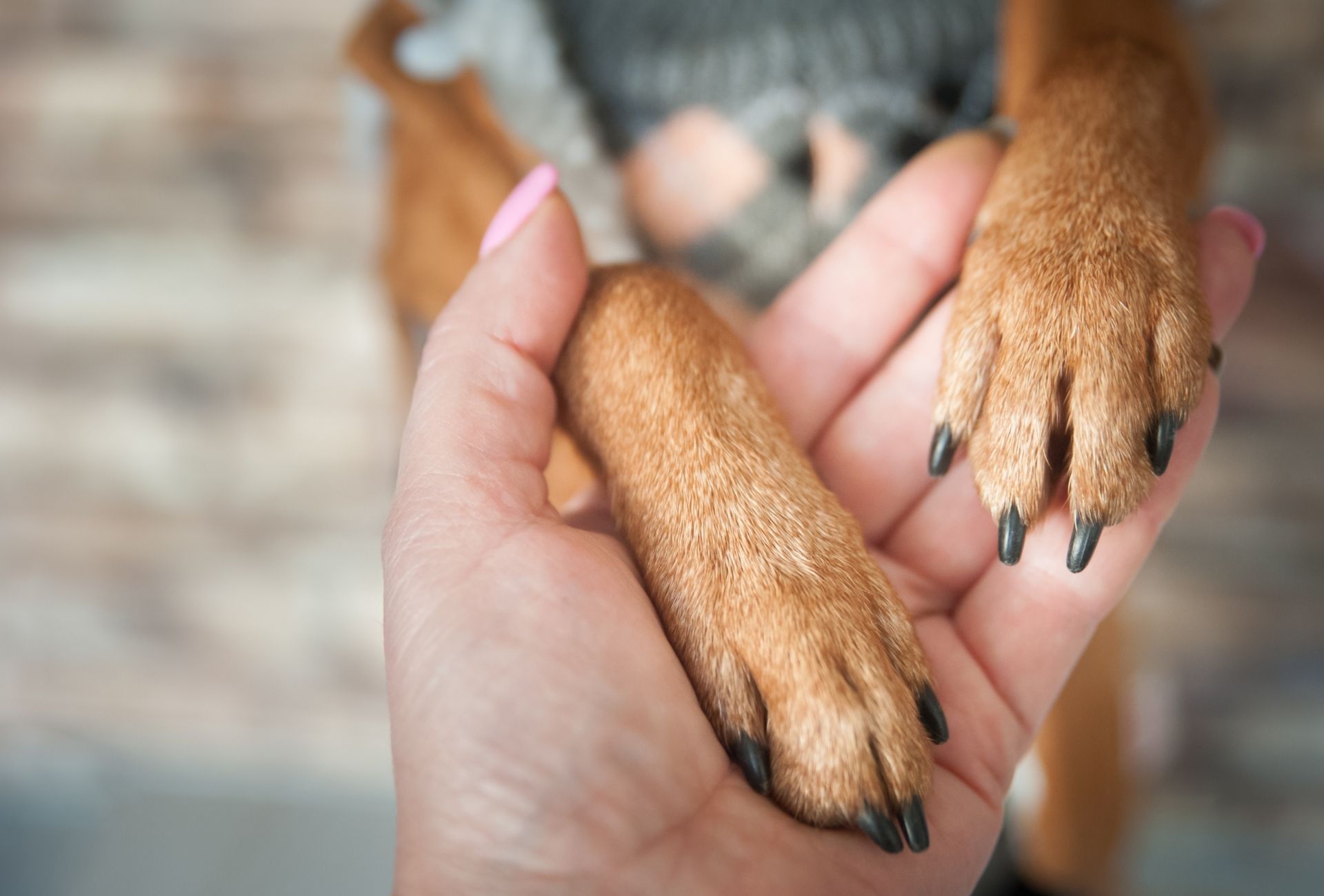 why do dogs grab your arm with their paw