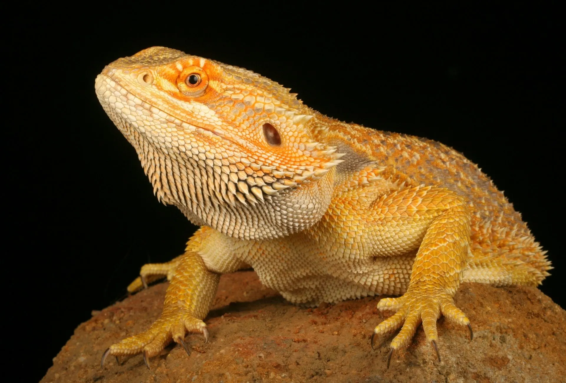 Close up of a bearded dragon on a rock in front of a black background.