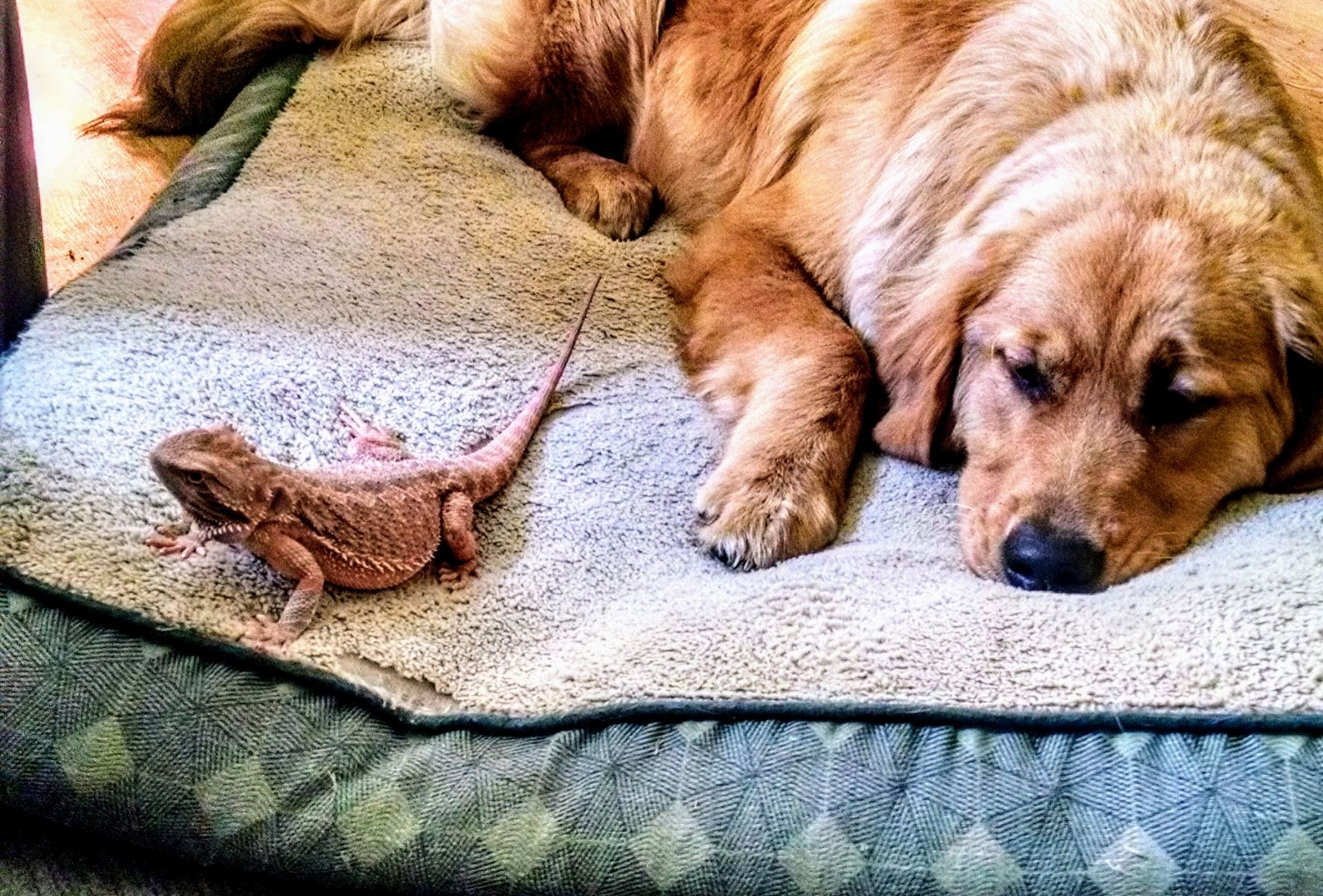 Large dog lying on a blanket next to a bearded dragon.