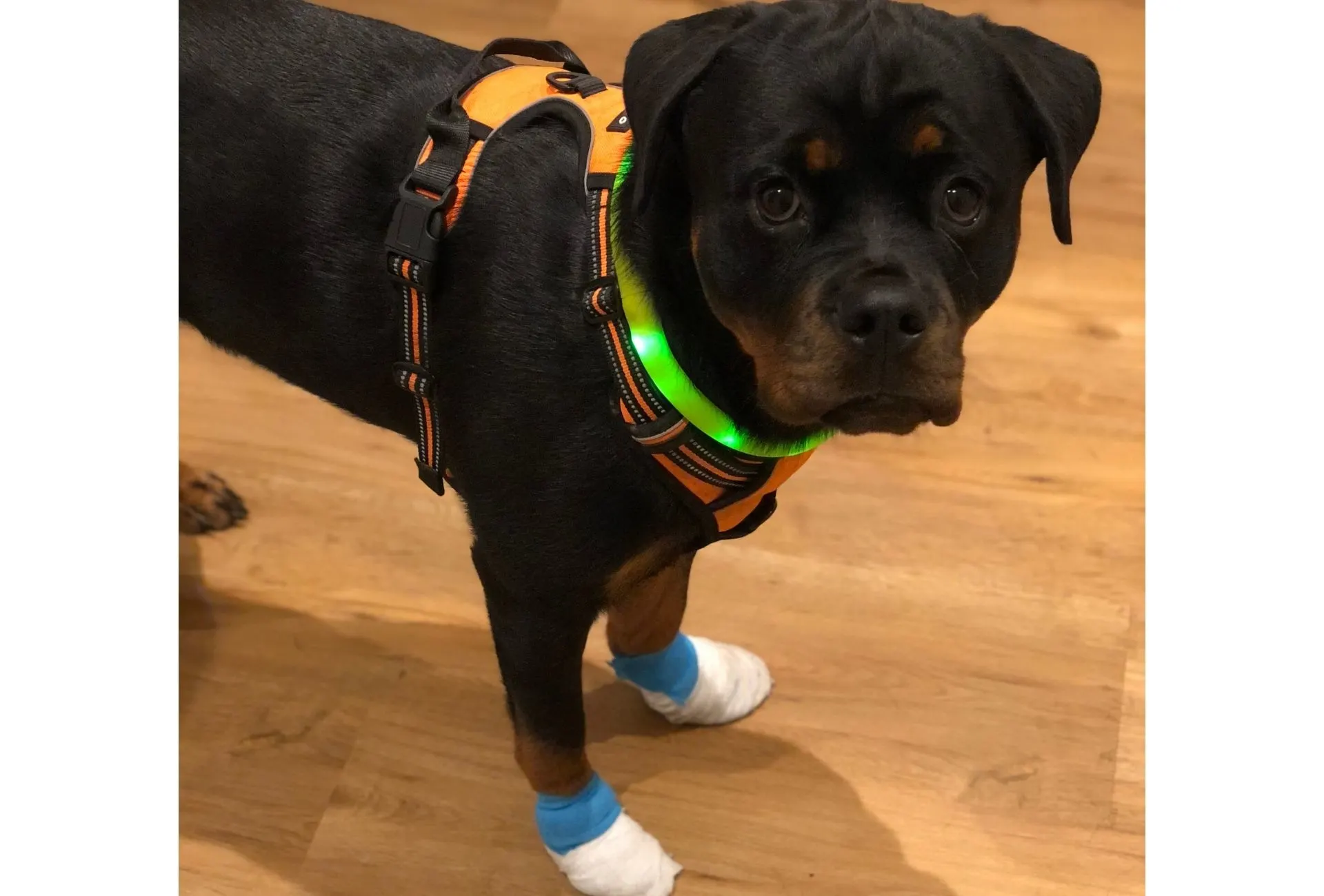 My Rottweiler Amalia with both front paws bandaged to avoid further bleeding or infection when walking outside.