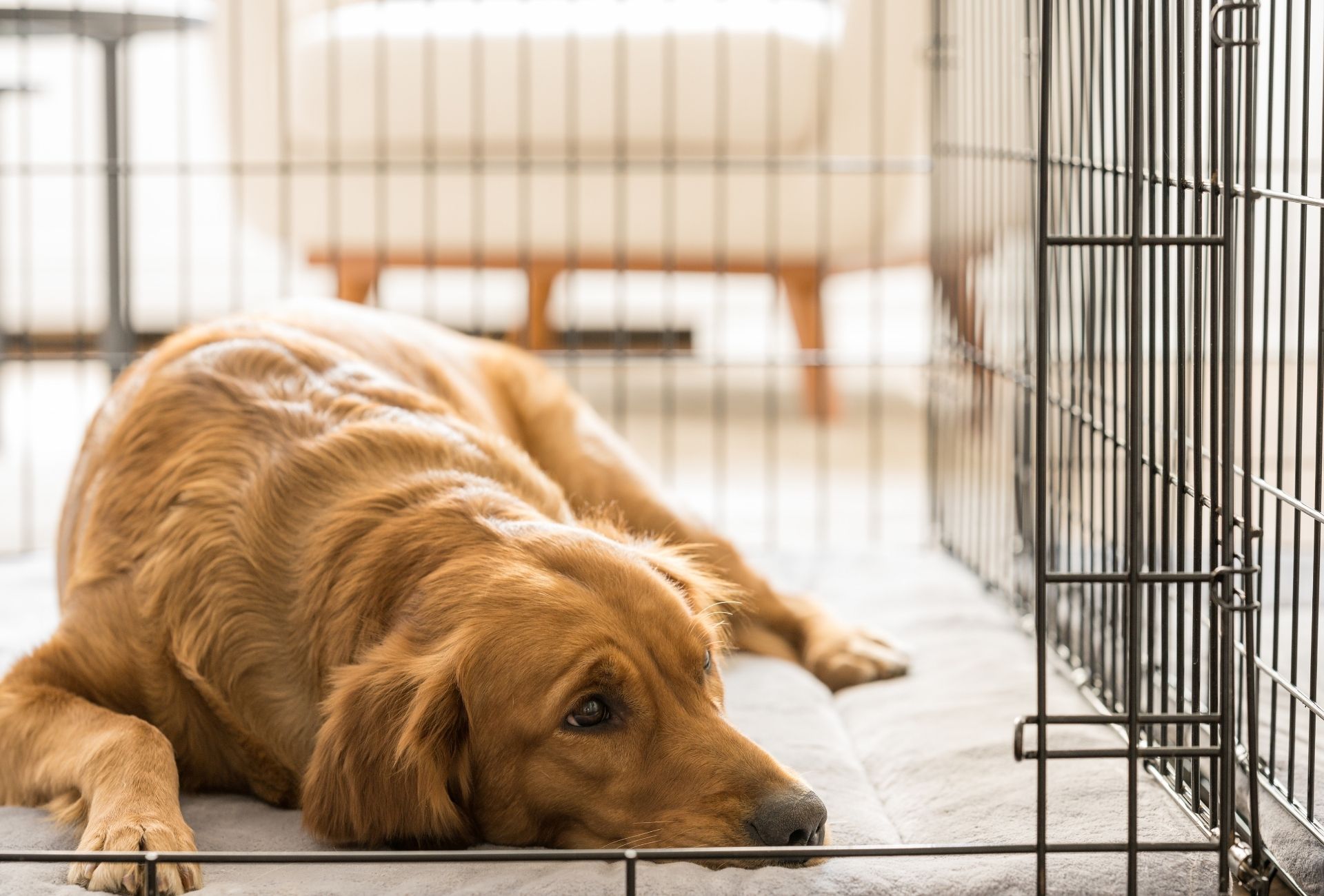 Brown coated dog in crate with open door.