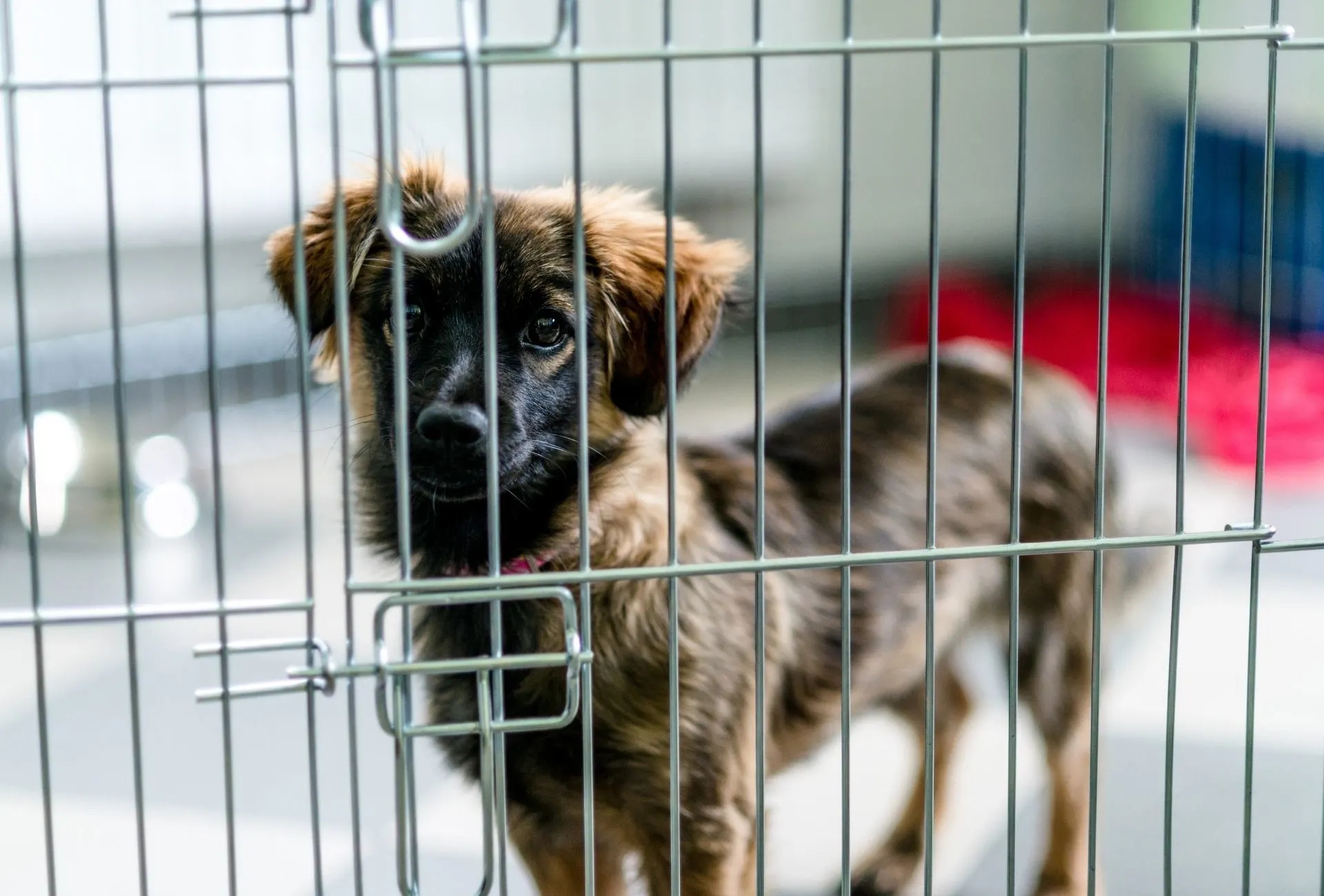 how do you settle a puppy in a crate at night