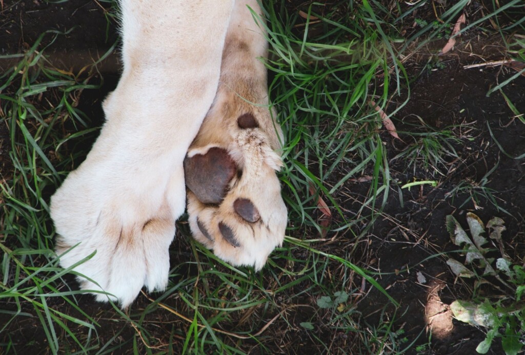 Two dog paws on grass.
