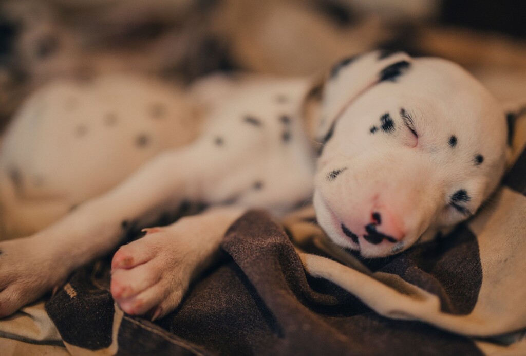 Young Dalmatian puppy is sleeping on a blanket.