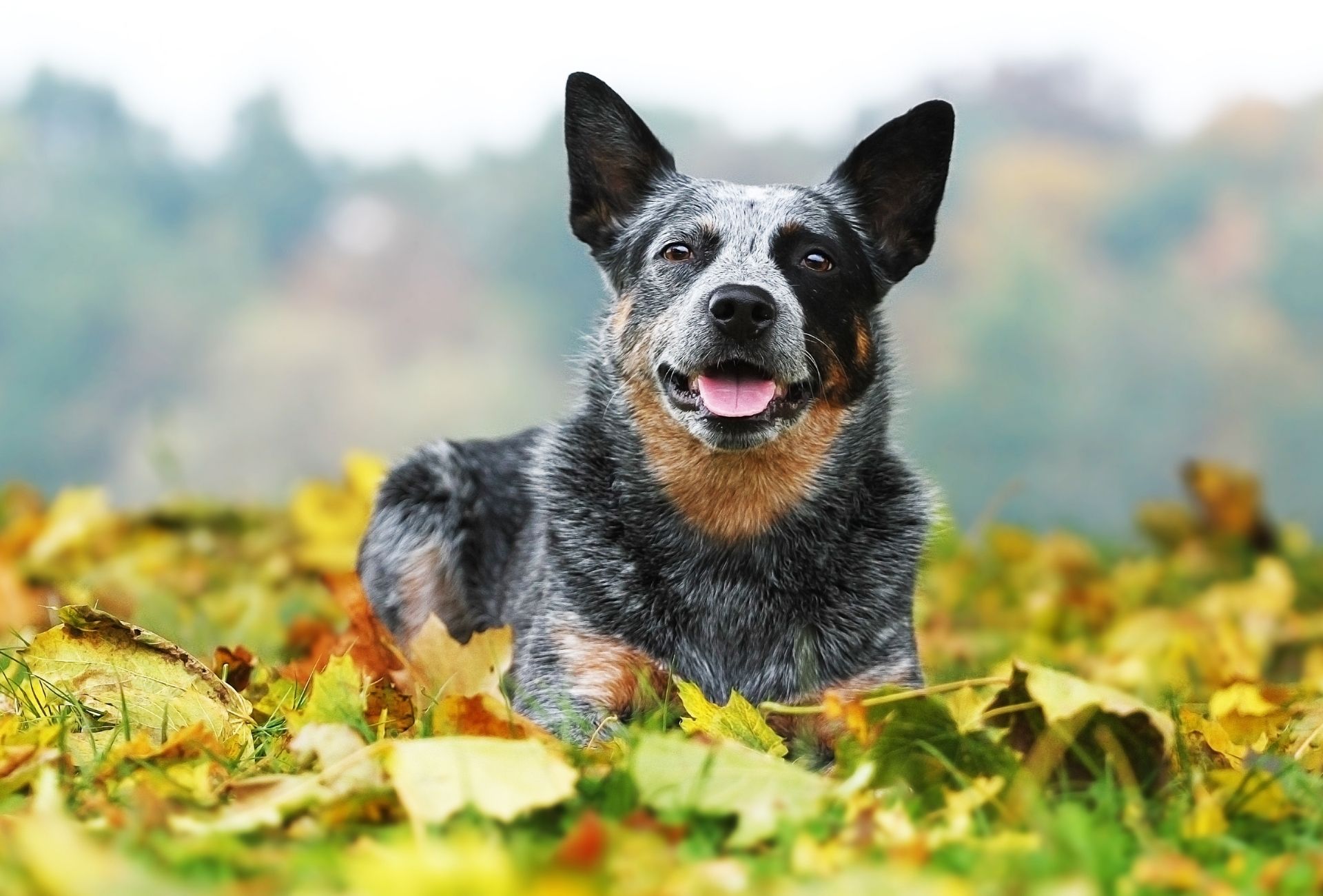 Australian cattle dog lying in field covered by leaves.