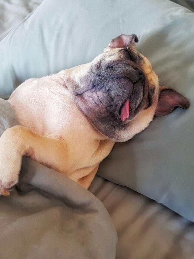 This is Why Your Dog is Snoring at Night