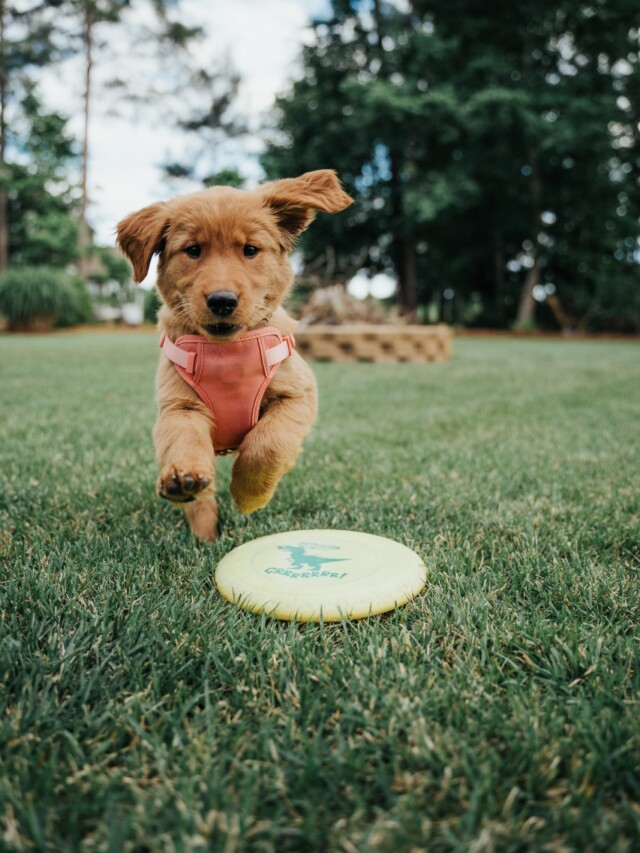 cropped-brown-puppy-with-frisbee-scaled-1.jpg