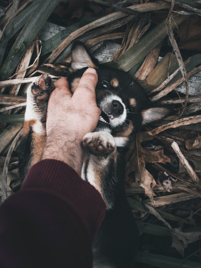 cropped-puppy-biting-hand.jpg