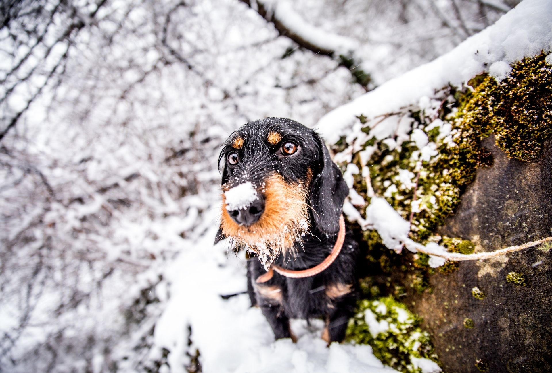 Dachshund in snow covered forest