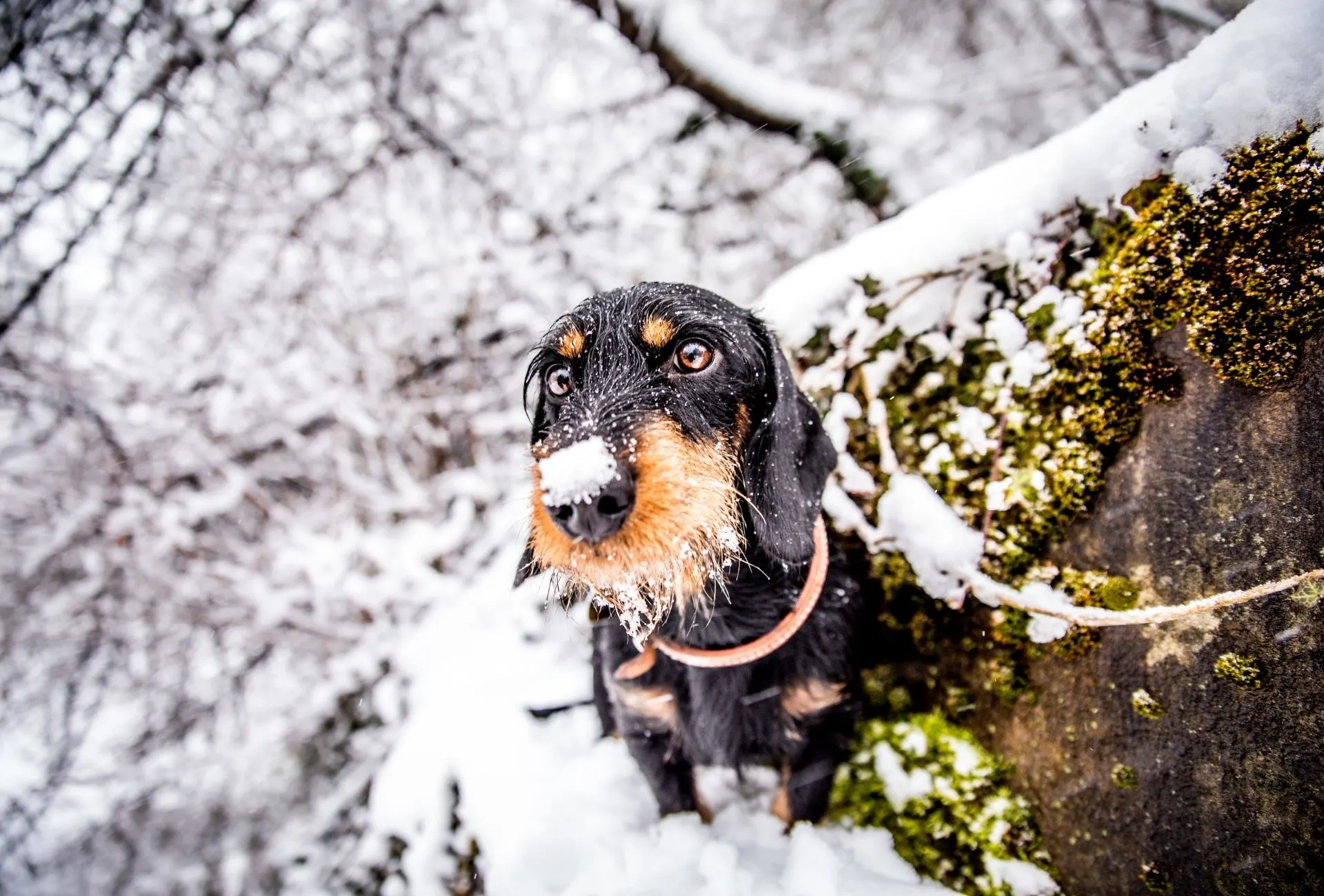 Dachshund in snow covered forest