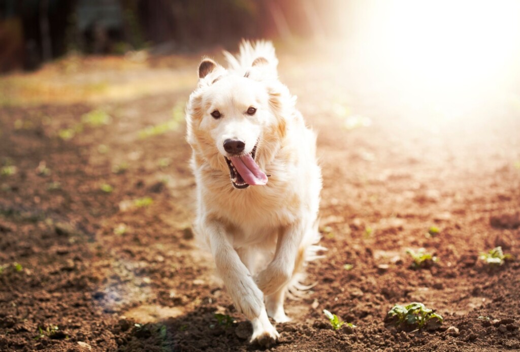 White dog running.