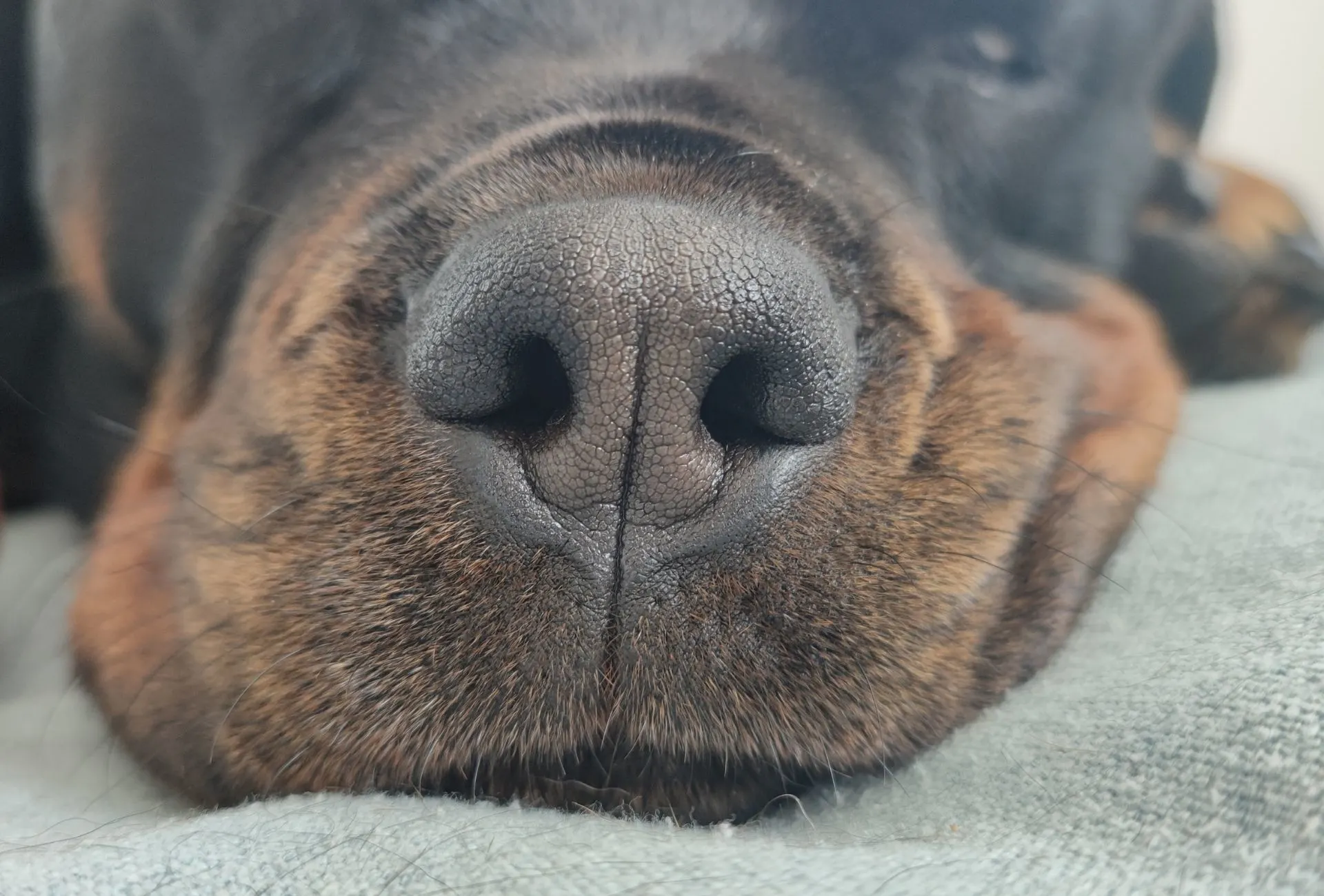 Close-up of my Rottweiler's black nose and the area surrounding the healthy dog nose.