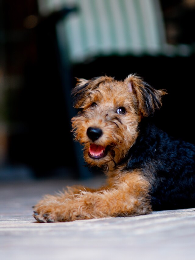 Why Your Dog Should Eat Sweet Potato Skin PawLeaks why-your-dog-should-eat-sweet-potato-skin-pawleaks