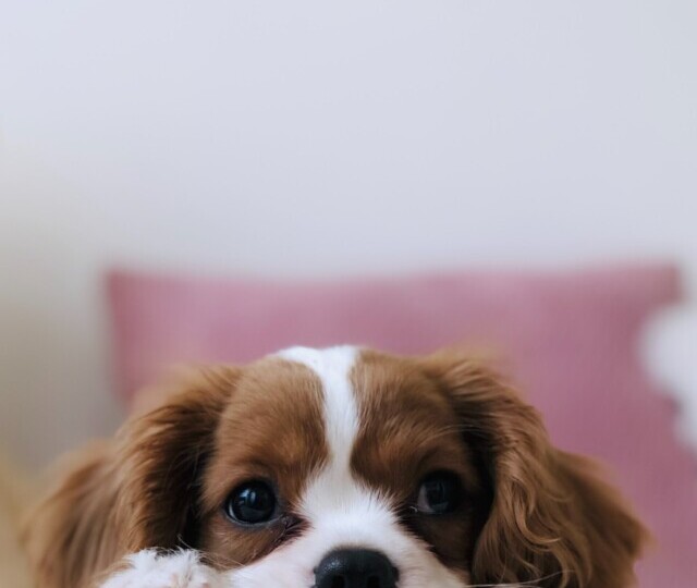 cropped-cavalier-king-charles-puppy-scaled-1.jpg