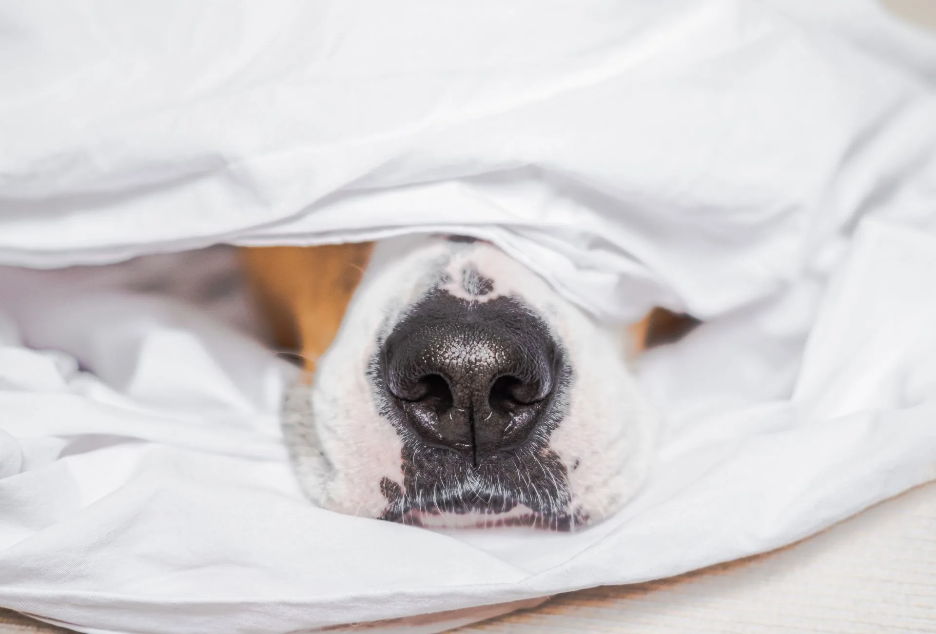 does a dry nose mean your dog is sick