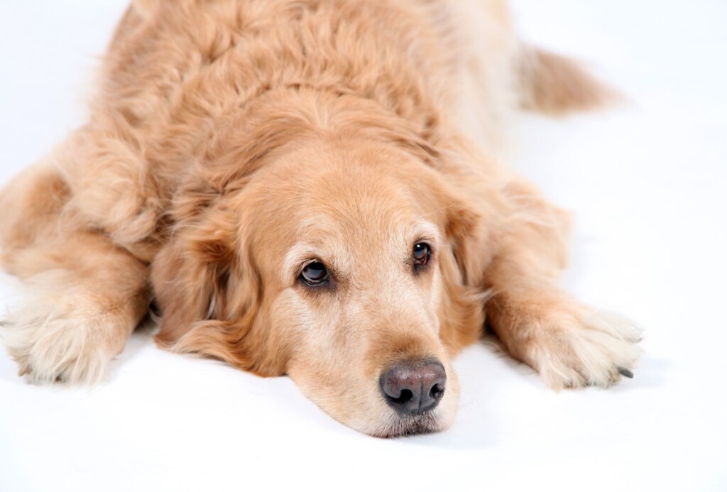 Dog lying with the head between the paws.