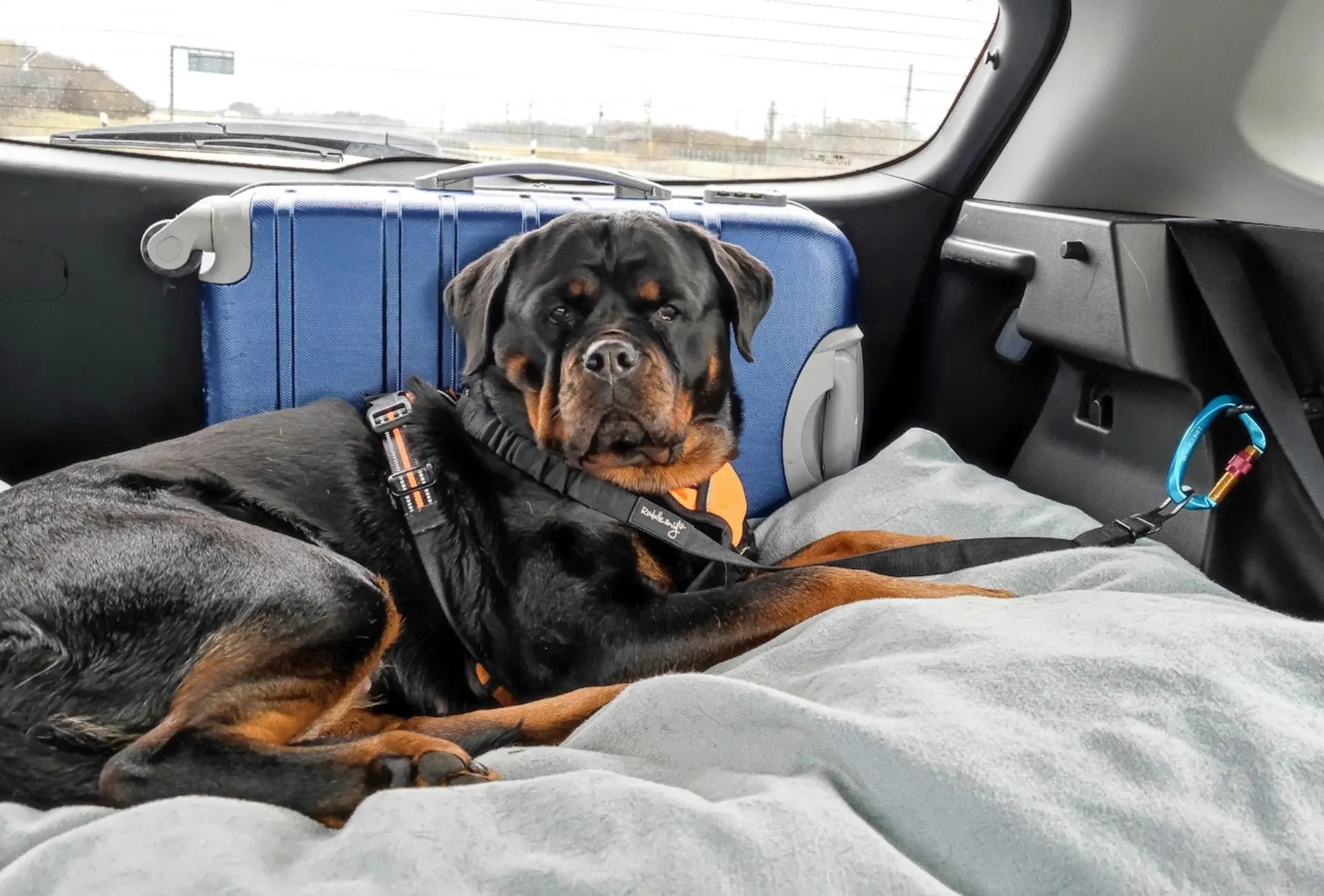 Rottweiler Amalia inside the car with a car seat belt connecting her harness to a carabiner.
