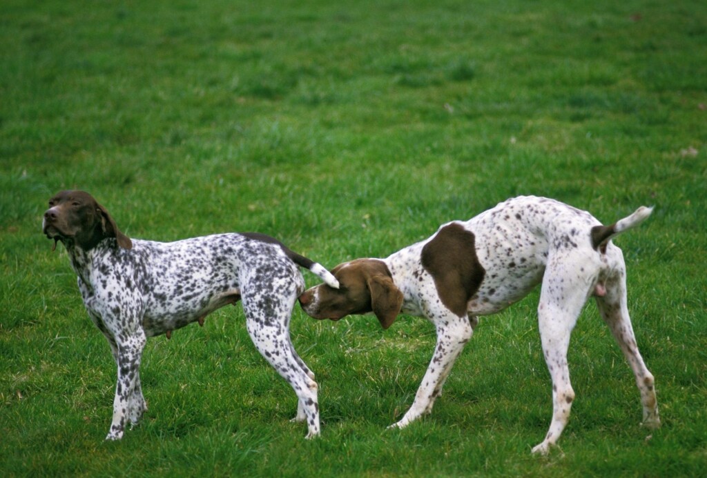 Female French Pyrenean Pointer is being smelled by a male dog behind her.