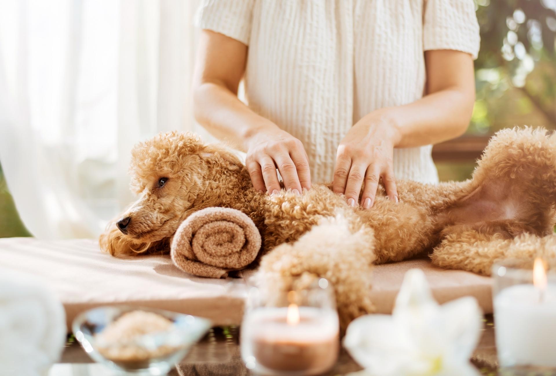 Poodle lies on a rolled-up towel and is massaged by a human.